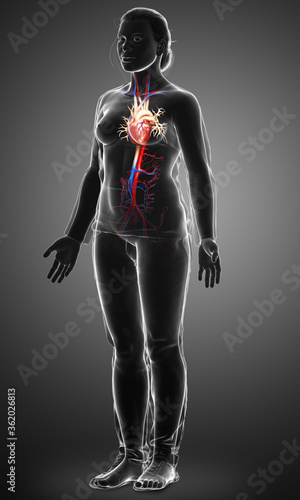 3d rendered medically accurate illustration of Female heart