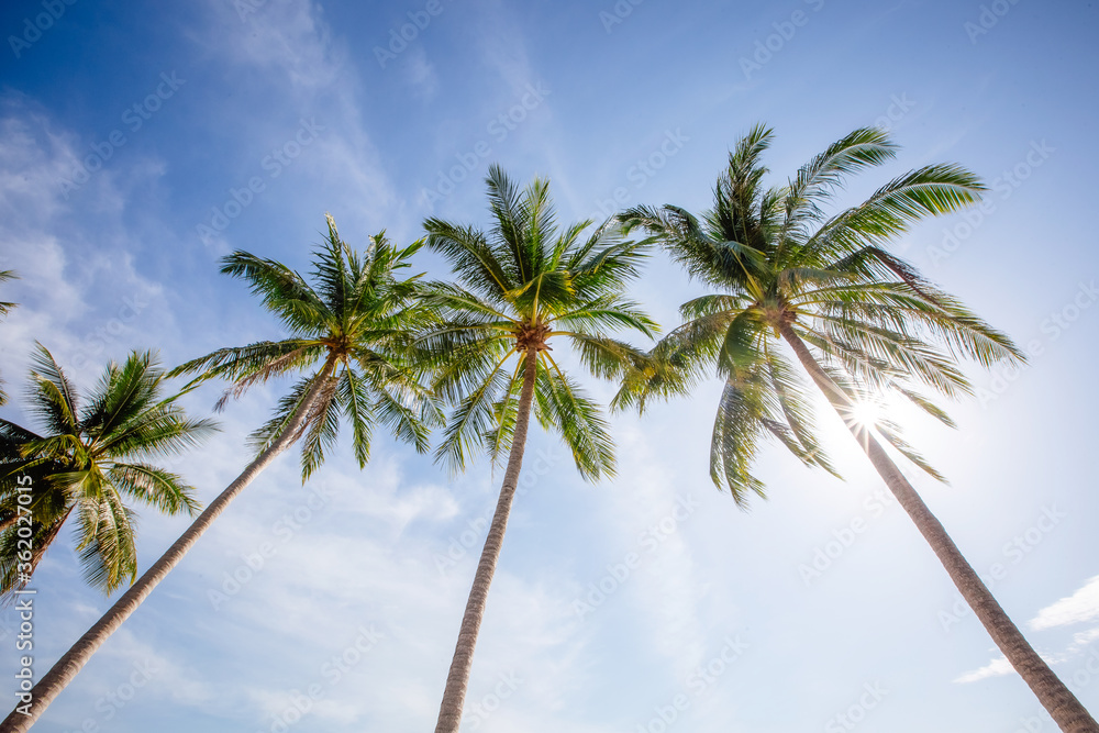 coconut palm tree on blue sky