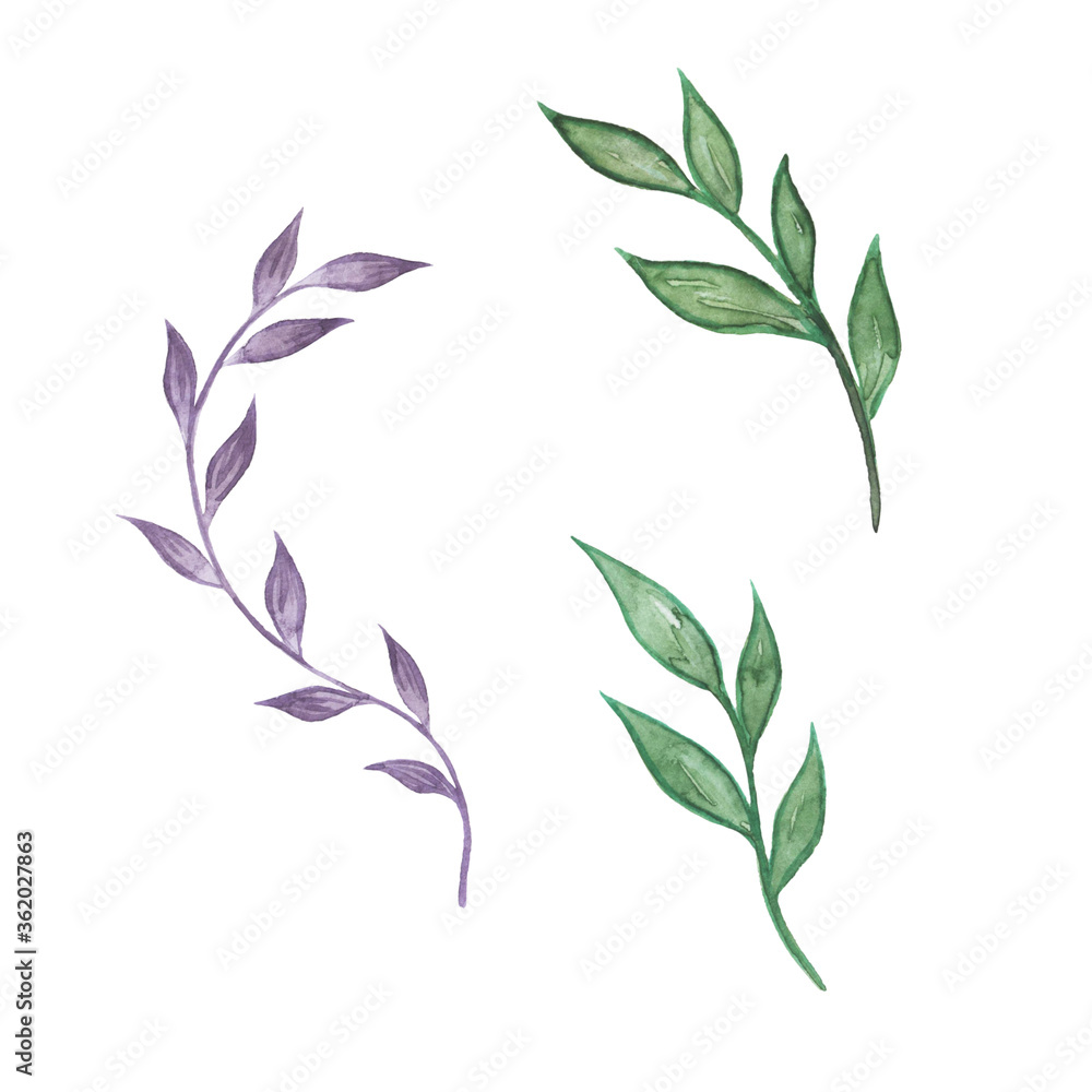Greens. Green twig for decoration. Registration of invitations, certificates. Greens. Green twig for decoration. Registration of invitations, certificates.