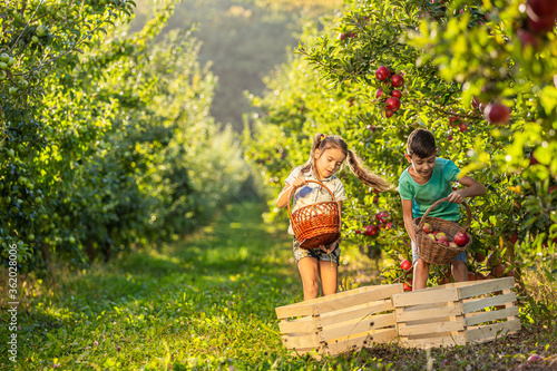 Friendly hard-working siblings on farm picking apples into wicker baskets and then pour them into crates.