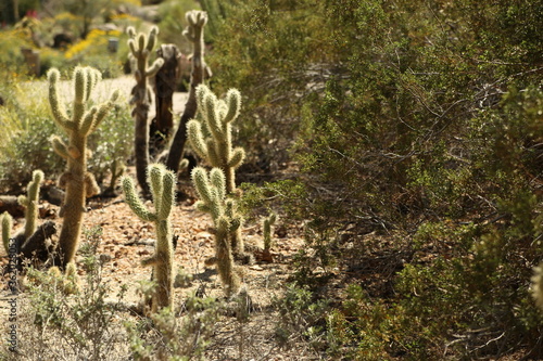 Cacti in Summer in Joshua Tree National Park, California