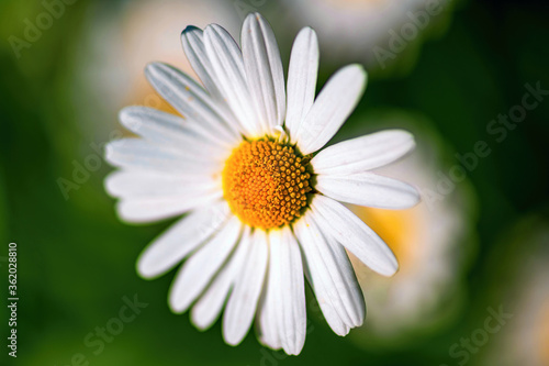 Head of daisy flower on blurry background.