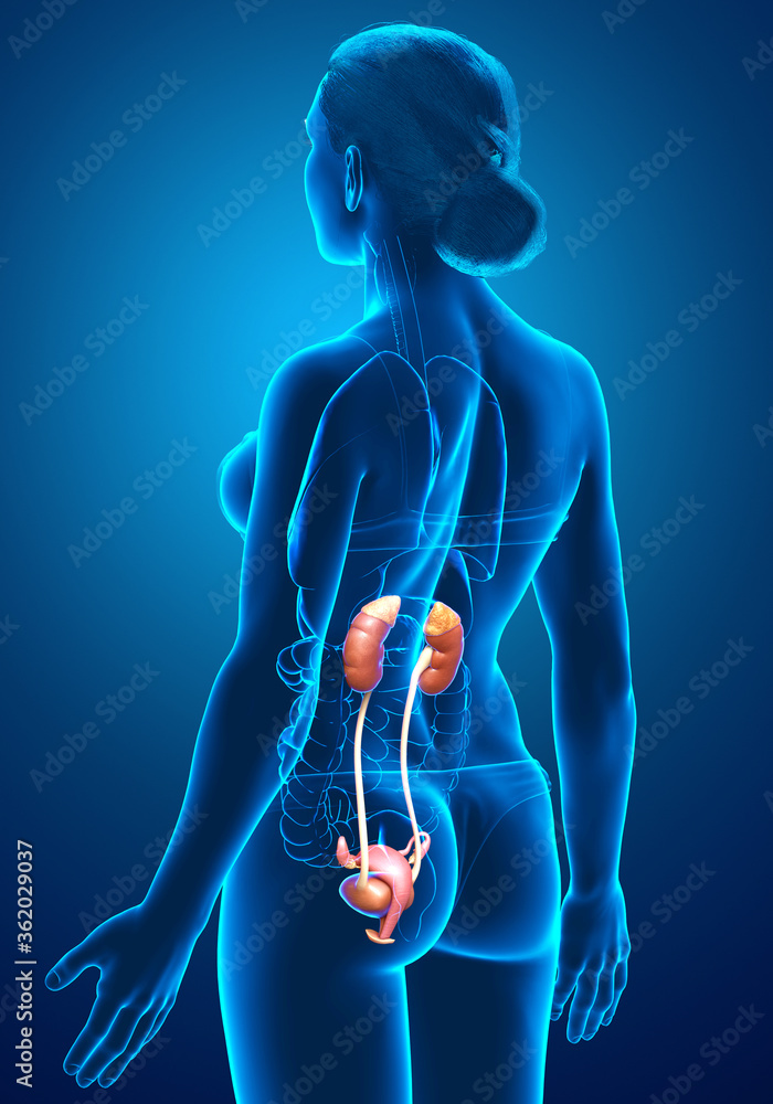 3d rendered, medically accurate illustration of female kidneys 3d rendered, medically accurate illustration of female kidneys