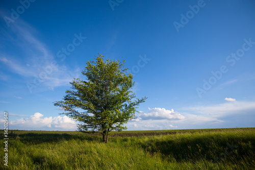 alone  tree among the green rural fields  outdoor countryside scene