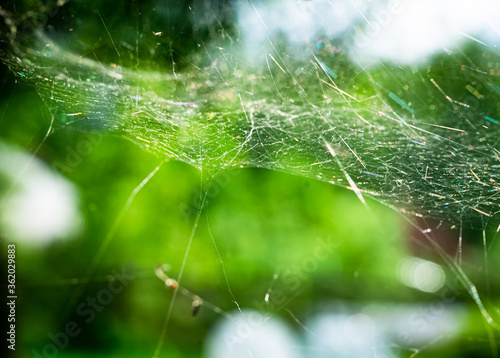 A spider web in a garden with plants in the backround.
