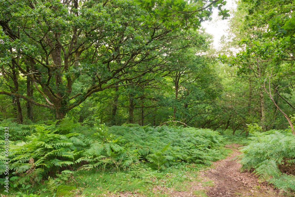 Beautiful alley in a wild forest (Normandy, France). Green foliage. Beautiful trees. Luxurious peaceful nature. Gorgeous landscape. Beautiful alley in a wild forest (Normandy, France). Green foliage. Beautiful trees. Luxurious peaceful nature. Gorgeous landscape.