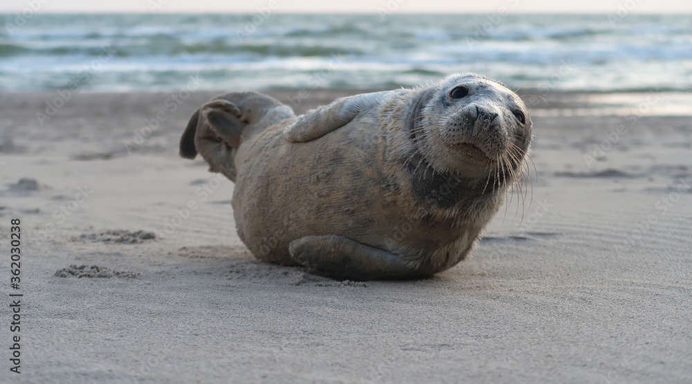 Naklejka premium seal lying on the beach