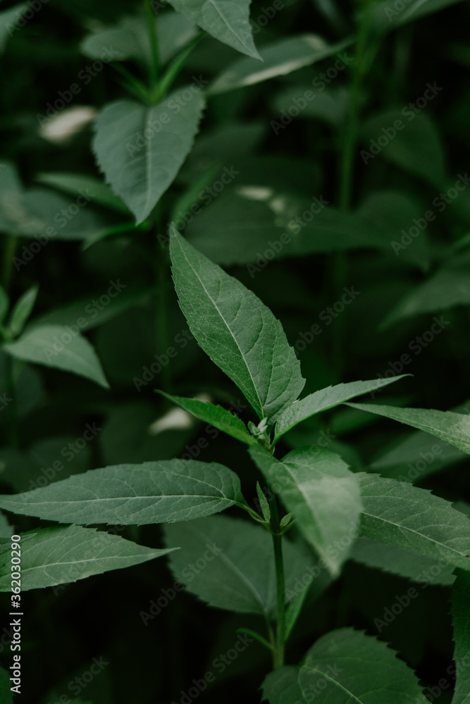 green leaves of a plant green leaves of a plant