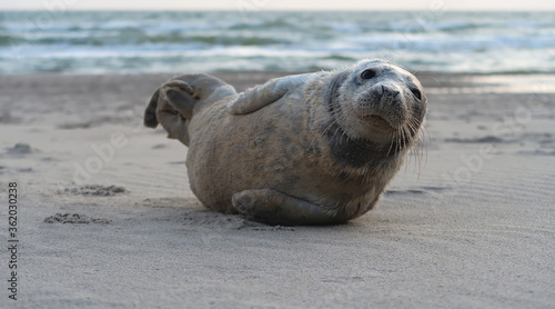 seal lying on the beach