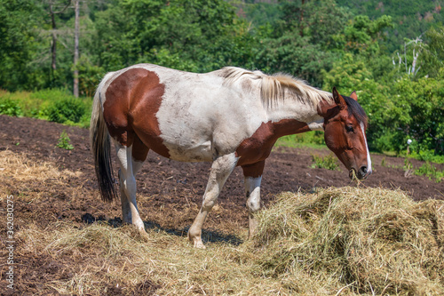A white-brown horse eats dry hay in a corral.