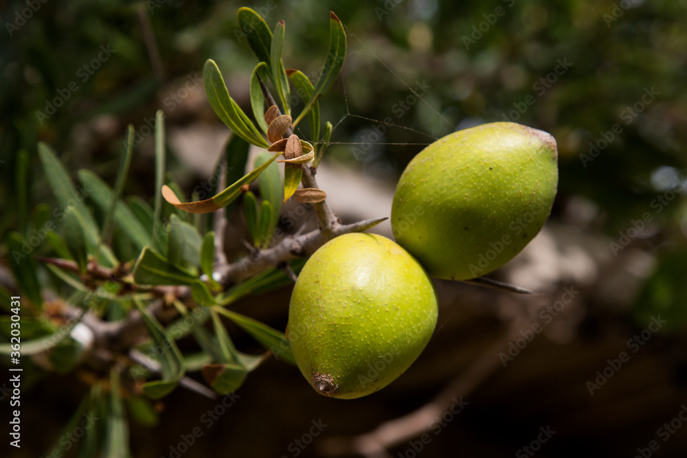 Nuts of Argania spinosa- Argana Nuts of Argania spinosa- Argana