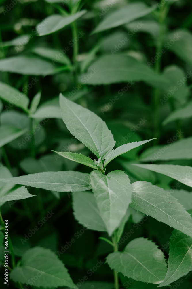 green leaves of a plant green leaves of a plant