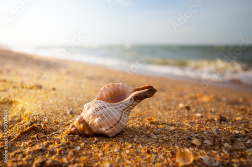 closeup twisted marine shell lie on a sandy sea beach at the early morning, summer sea vacation background