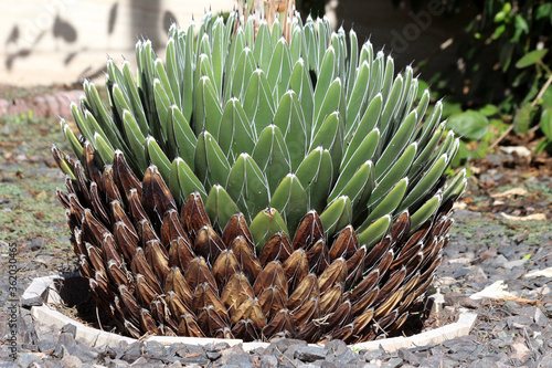 agave victoriae-reginae photo