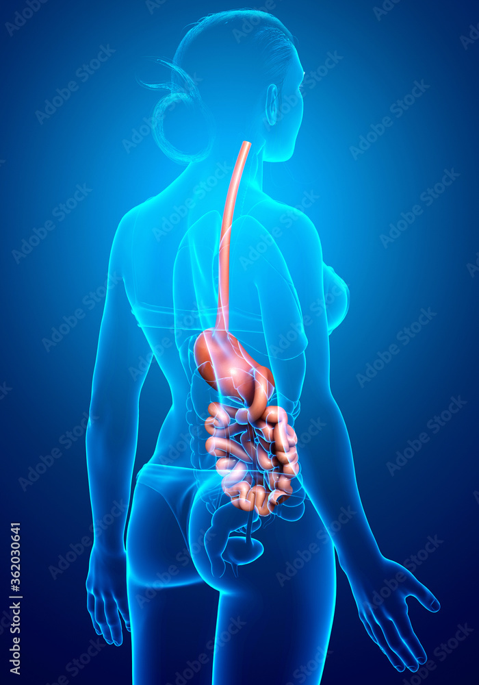 3d rendered, medically accurate illustration of a female stomach and small intestine 3d rendered, medically accurate illustration of a female stomach and small intestine
