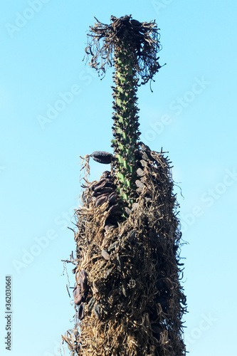 agave victoriae-reginae photo