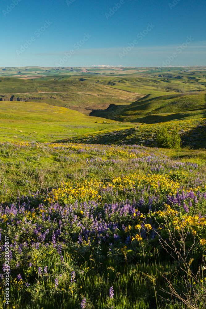 Fototapeta premium Wildflowers in the rolling hills above the Columbia River in Columbia Hills State Park, Washington.