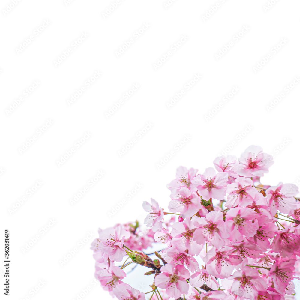 【初春・早咲き桜】2月に咲く河津桜