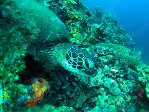 green sea turtle © likbatonboot