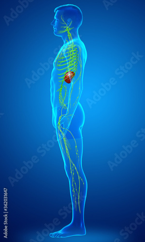 3d rendered medically accurate illustration of a male lymphatic system