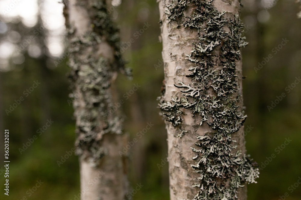 moss on a birch in the forest