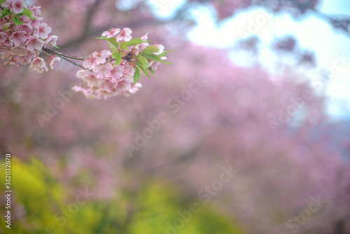 【初春・早咲き桜】2月に咲く河津桜 © travel