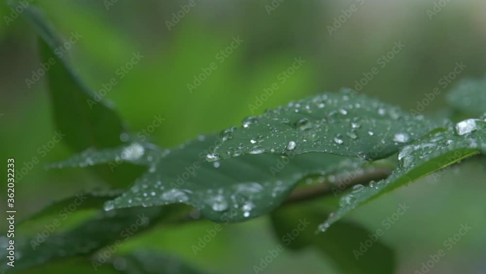 drops of water run down on green plants when it rains drops of water run down on green plants when it rains