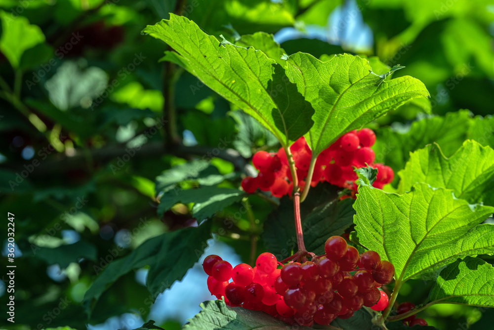 Ripe red viburnum berries are brightly lit by the sun. Selective focus. Ripe red viburnum berries are brightly lit by the sun. Selective focus.