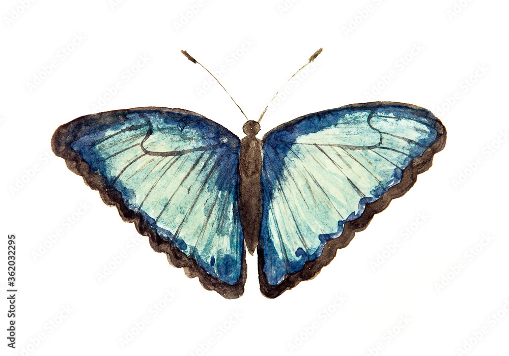Obraz premium Watercolor drawing of blue butterfly isolated on the white background. Handmade illustration of morpho