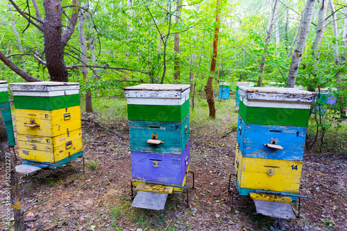 apiary with beehive in a forest, agricultural countryside scene