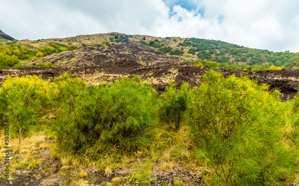 A close-up view of the edge of an old lava flow on Mount Etna, Sicily in summer