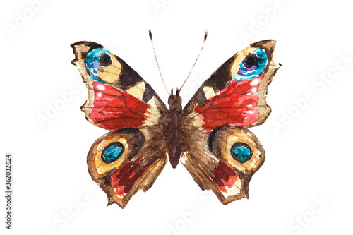 Watercolor drawing of peacock eye butterfly isolated on the white background. Handmade illustration of peacock eye butterfly