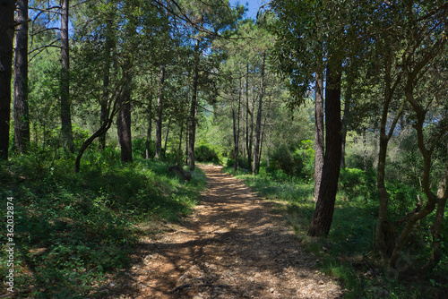  Typical mediterranean forest near Parpall   Cave  Gand  a   Spain 