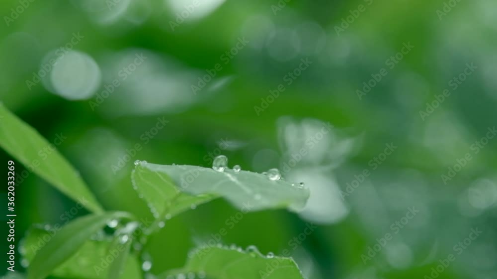 Rain drops into green leaf, Slow motion Rain drops into green leaf, Slow motion