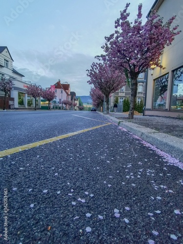 A street full of blooming sakura