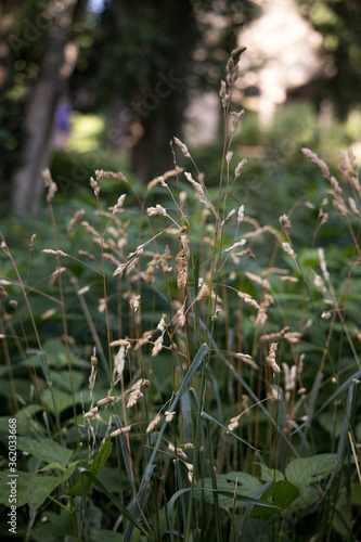 green grass in the morning