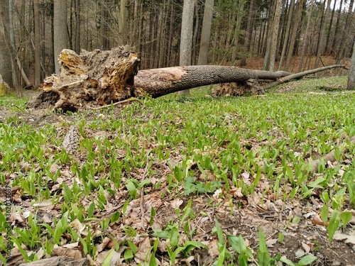 Photos Allium ursinum - Bear's garlic in Krysofovo udoli