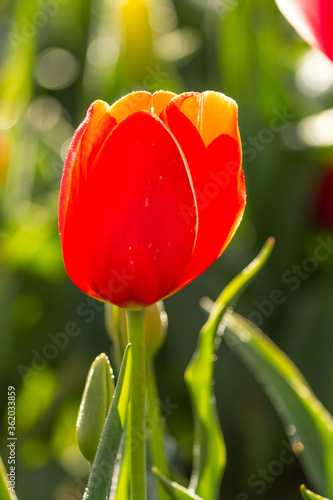 A closeup shot of a tulip at Tulip fields near Woodburn, Oregon