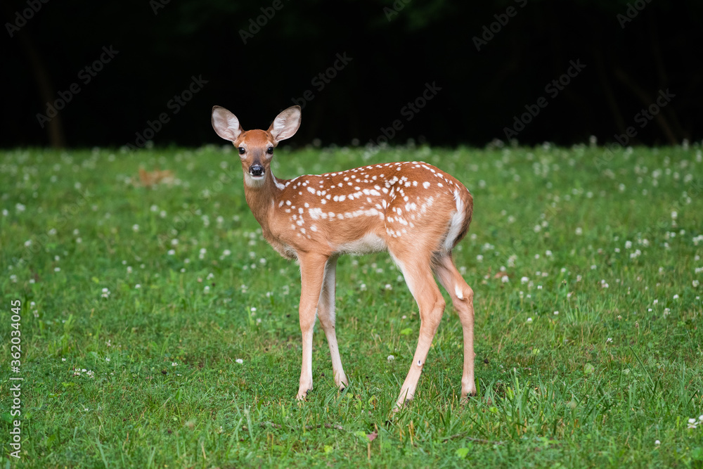 White-tailed deer fawn in an open meadow