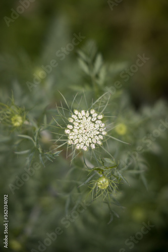 thistle flower in the garden