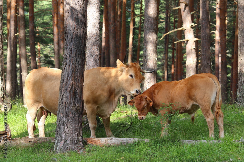 COW WITH LARGE HORNS CARESSES HER LITTLE BROWN CALF IN A PINE FOREST