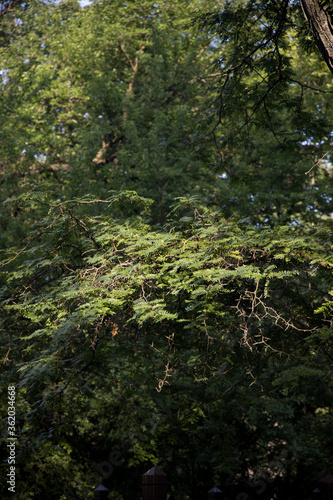 moss covered tree