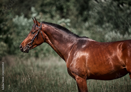 Beautiful bay horse walks in the meadow on the loose