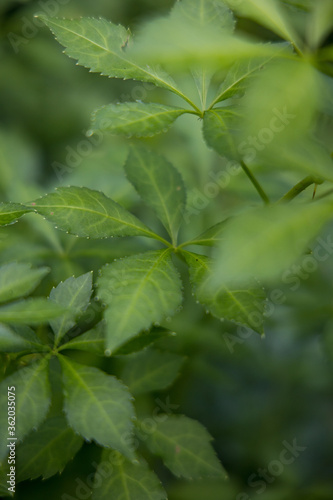 fresh green leaves