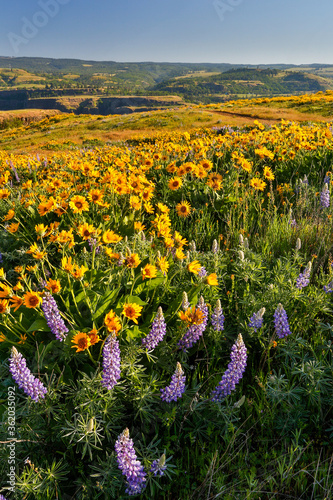 Lupine and balsom root flowers  at the Tom McCall Preserve in the Rowena hills in the Columbia River Gorge National Scenic Area., Oregon. photo