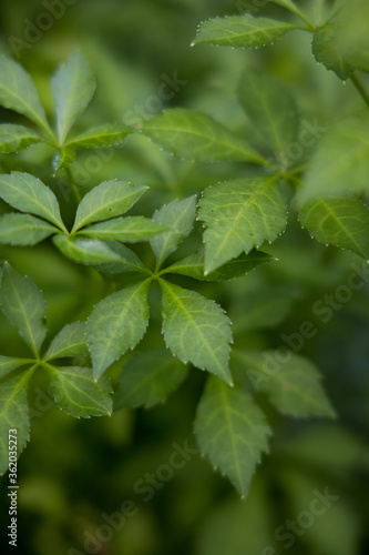 fresh green leaves