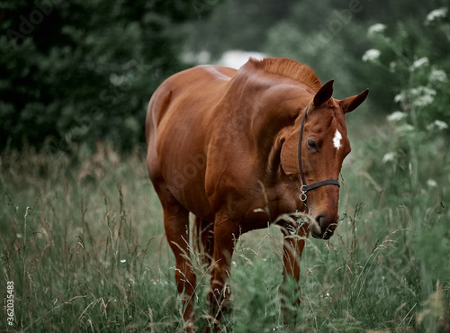 Beautiful red horse walks in the meadow on the loose