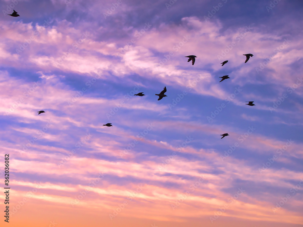 Birds flying in the cloudy sunset sky