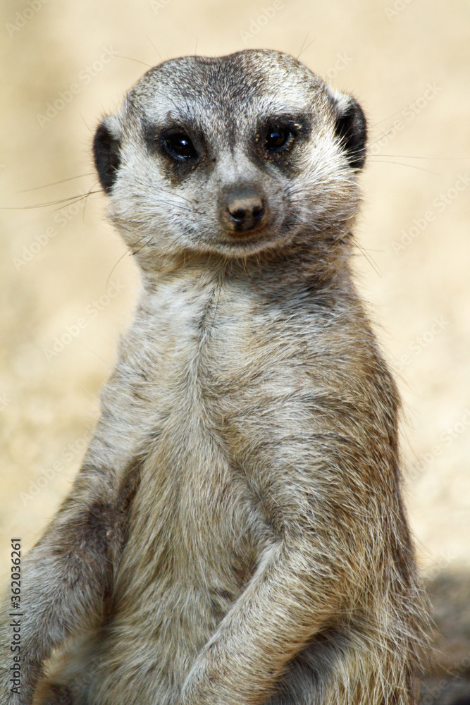 Erdmännchen Erdmännchen