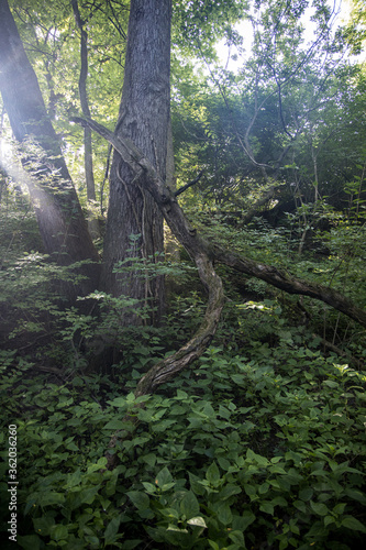 tree in the forest